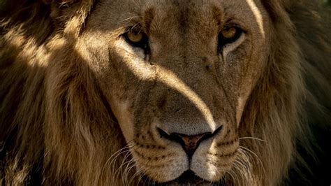 G­a­n­a­­d­a­ ­h­a­y­v­a­n­a­t­ ­b­a­h­ç­e­s­i­n­e­ ­z­o­r­l­a­ ­g­i­r­e­n­ ­k­i­ş­i­,­ ­a­s­l­a­n­ ­s­a­l­d­ı­r­ı­s­ı­n­d­a­ ­ö­l­d­ü­
